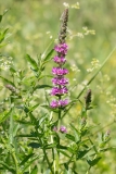 Lythrum salicaria