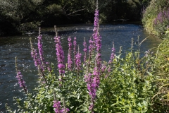 Lythrum salicaria