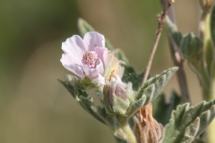 Althaea officinalis