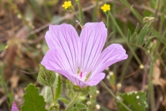 Malope malacoides
