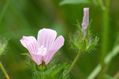 Malva setigera