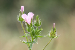 Malva setigera