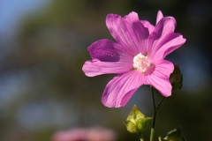 Malva thuringiaca