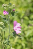 Malva thuringiaca
