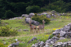 Capreolus capreolus
