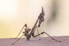 Empusa pennata