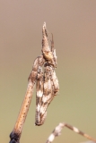 Empusa pennata