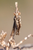 Empusa pennata