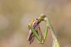 Mantis religiosa