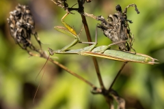 Mantis religiosa
