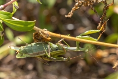 Mantis religiosa