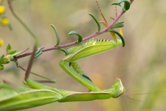 Mantis religiosa