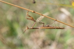 Mantis religiosa