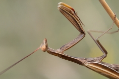 Mantis religiosa