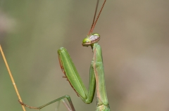 Mantis religiosa
