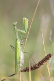 Mantis religiosa