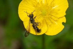 Chelostoma sp