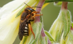 Megachilidae (May 2023, 952 m asl, Abruzzo, Italy)