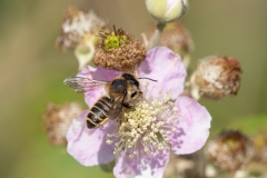 Megachile melanopyga