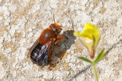 Megachile sicula