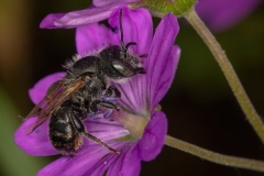 Megachilidae