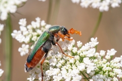 Cerocoma schreberi