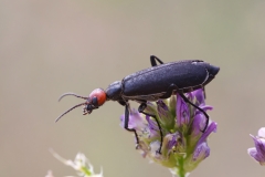 Epicauta rufidorsum