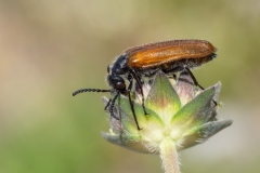 Lydus trimaculatus italicus