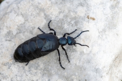 Meloe proscarabaeus