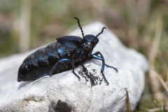 Meloe proscarabaeus