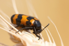 Mylabris variabilis