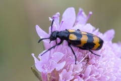 Mylabris variabilis