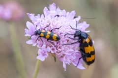 Mylabris variabilis