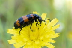 Mylabris variabilis