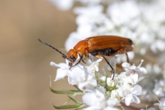 Zonitis flava
