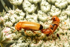 Zonitis flava