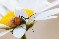 Zonitis immaculata