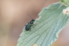 Clanoptilus sp