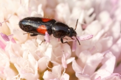 Divales bipustulatus