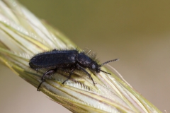 Enicopus ater