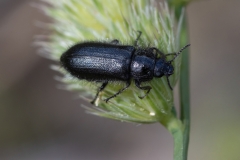 Enicopus ater
