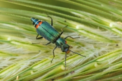 Malachius australis