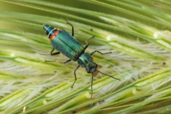 Malachius australis