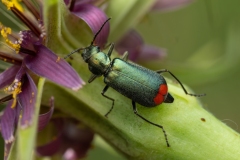 Malachius australis