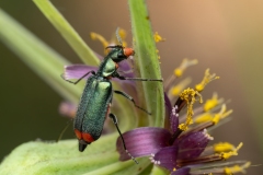 Malachius australis