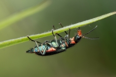 Malachius australis