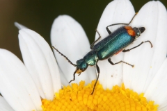 Malachius australis