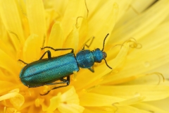 Psilothrix viridicoerulea