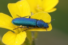 Psilothrix viridicoerulea