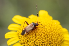 Adelphocoris vandalicus